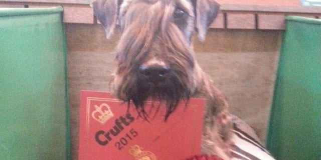 Hector, the 12-year-old Cesky Terrier.