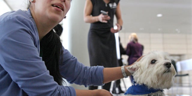 In this Feb. 18, 2016 photo, medical assistant Eloise Olmos pets Dallis the Westie at Rush University Medical Center in Chicago. The medical center has offered monthly sessions animal therapy for over a year as an employee health and satisfaction program, using dogs from a local shelter and an animal therapy group. Recently, Rush nurses launched a study to see if the program has tangible effects on employee stress and morale. (AP Photo/Carrie Antlfinger)