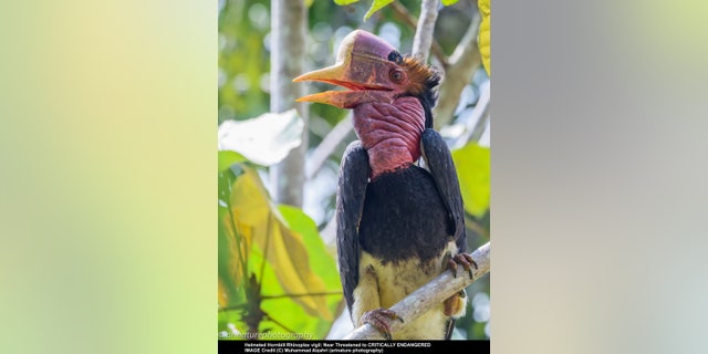 Helmeted Hornbill (Rhinoplax vigil).