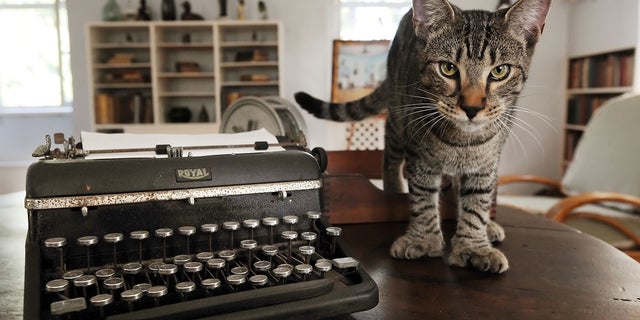 Six-toed cats that wander the Hemingway Home and Museum, many of which are descendants of Hemingway's beloved polydactyl feline friends.