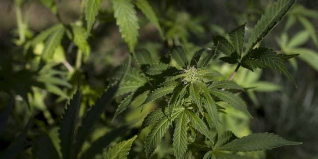 Cannabis sativa plant is seen in Buenos Aires. (REUTERS/Enrique Marcarian)