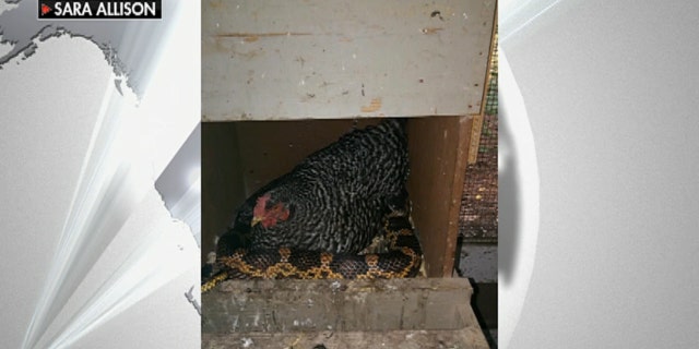 Sara Allison said the snake has lived near the chicken coop for roughly four years.