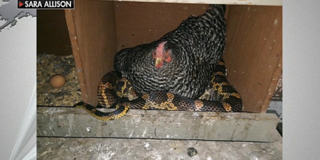 A hen in Texas appeared to be unfazed despite the large snake underneath her.