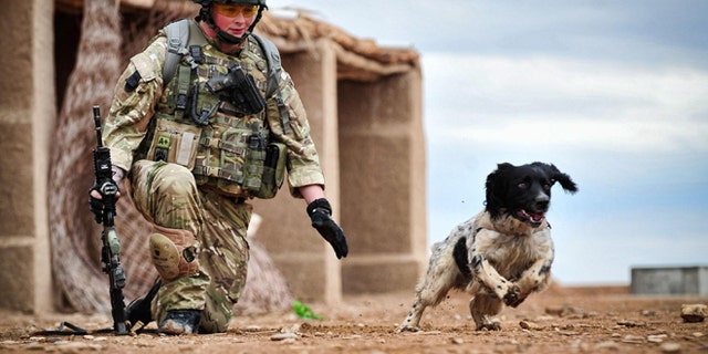 This is a undated Ministry of Defence handout photo made available on Thursday Oct. 25, 2012 of Lance Corporal Liam Tasker and his Springer spaniel mix Theo.