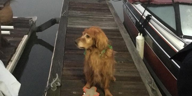A Golden Retriever named "Moe" is being hailed as a hero after he woke his owner when a man fell into the water at a marina.