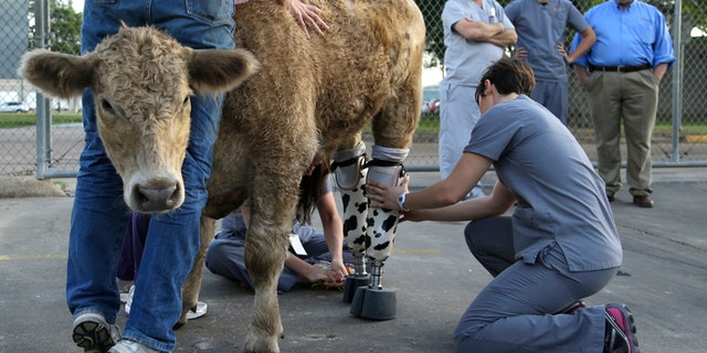 Hero is fitted with new prosthetic legs Wednesday, May 21, 2014, in Houston.