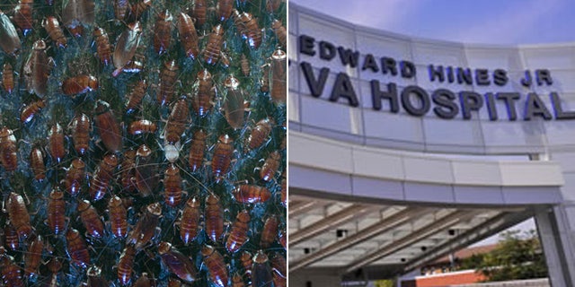 At left, American cockroaches in a Brussels laboratory; at right, Edward Hines Jr. VA Hospital