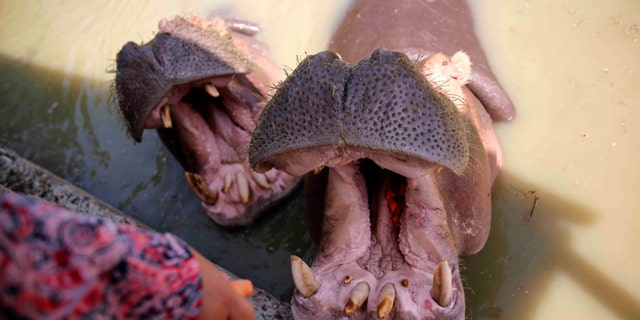 File photo: A female hippopotamus named "Gamila" which means Beauty, eats carrots with male named "Hanfy" in a lake at the Africano animals park, along the Cairo-Alexandria desert road, Egypt June 7, 2017. (REUTERS/Amr Abdallah Dalsh)