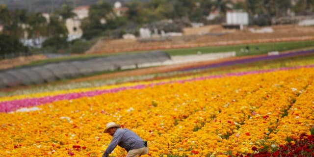CARLSBAD, CA - APRIL 28: A Hispanic farmworker harvests Ranunculus bulbs at the Flower Fields April 28, 2006 in Carlsbad, California. The debate in Washington continues over whether to create a temporary guest-worker program for immigrants wishing to find work in the United States. (Photo by Sandy Huffaker/Getty Images)