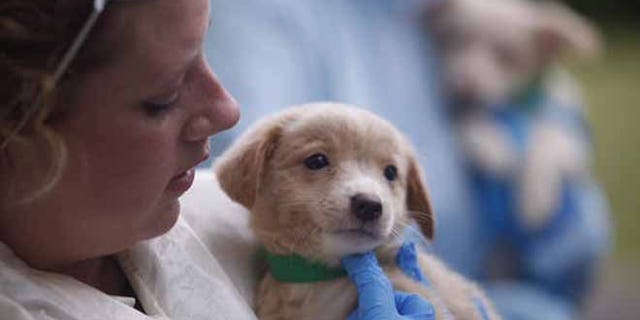 A worker carries a puppy that was among hundreds of dogs rescued from a bi-level home in Howell, N.J. (Andrew Ford/Asbury Park Press via AP)