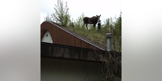 No, that's not a reindeer on the roof, it's a moose.