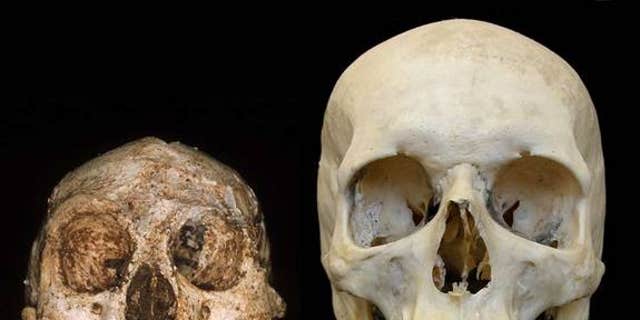 Endocasts of the skulls of a hobbit (left) and a modern human (right). Research by Dean Falk of Florida State University and colleagues has suggested features of the hobbit's skull more closely resembled that of a normal human than a microcepha