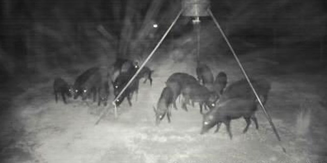 The wild pigs will often forage for food at night.