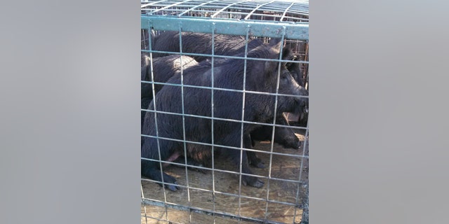 The Caldwell County Feral Hog Task Force pays $5 for each feral hog tail it collects.