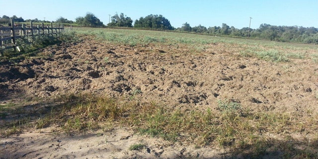 The feral hog-- often referred to a razorback or wild boar--has exploded across rural America in recent years.