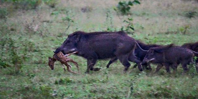 This photo, provided by LouisianaBowhunter.com, shows a herd of wild hogs feasting on a deer fawn.