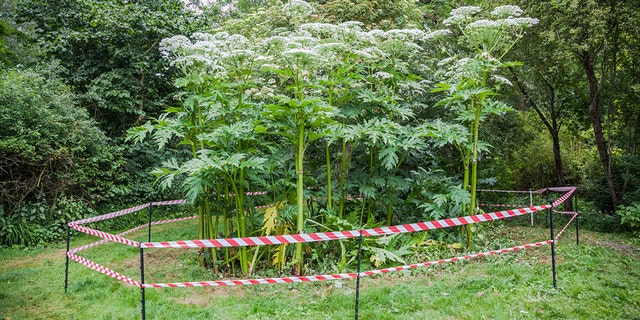 Giant hogweed can grow up to 14 feet tall and has green stems with purple splotches and white hairs.