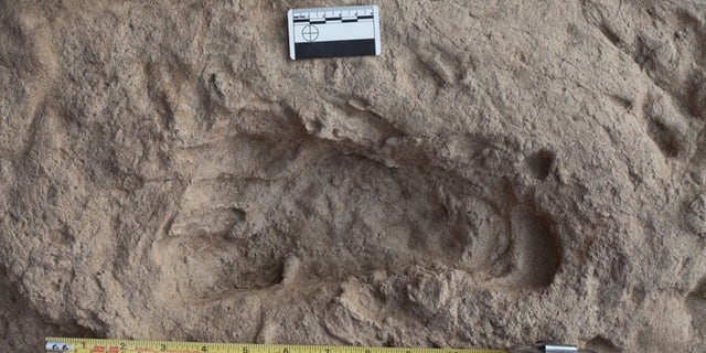 This 1.5-million-year-old footprint suggests that Homo erectus, an early human ancestor, had feet that were very similar to those of modern humans.