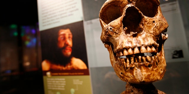 File photo: Skeletal remains from the Anne and Bernard Spitzer Hall of Human Origins at the American Museum of Natural History, a permanent exhibition hall that presents the remarkable history of human evolution from our earliest ancestors millions of years ago to modern Homo sapiens, are seen in New York,February 7, 2007. (REUTERS/Shannon Stapleton)