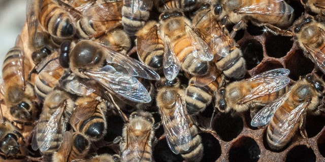 May 22, 2013: In this photo provided by the U.S. Department of Agriculture, a queen Italian honeybee, the large bee just left of center, is surrounded on an apiary nest in Washington, D.C. The USDA hopes to help honeybees by providing $3 million to farmers and ranchers in five states to improve their pastures. It turns out that dairy cows and bees like many of the same plants.