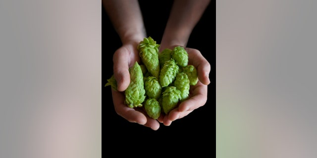 Fresh Hops Ready to be used in a batch of Home Brew... India Pale Ale.