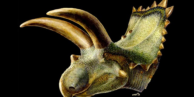 This fleshed-out artist's rendering of the Mexican horned dinosaur Coahuilaceratops, shows its gigantic horns – larger than any member of its group, including the famous Triceratops.