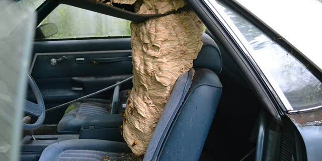 Watson said that had he not removed the nest, it would have gotten bigger.