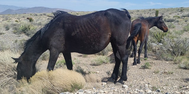 A horse grazes on drought-stricken land. The animal's ribs are visible as it waits to be rounded up to be rehabilitated