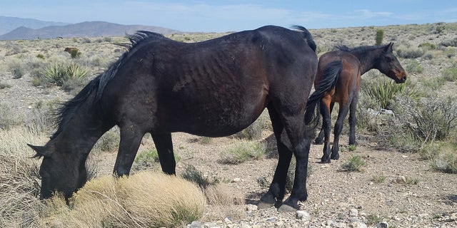 A horse grazes on drought-stricken land. The animal's ribs are visible as it waits to be rounded up to be rehabilitated