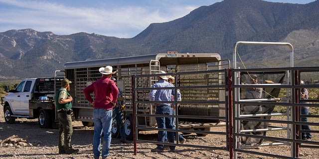 Federal wildlife officials prepare to corral and trap wild horses.