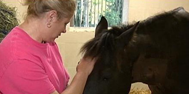 Leah Greenleaf suspects that her horse -- which has fallen ill -- was injected with gasoline.
