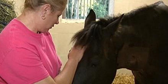 Leah Greenleaf suspects that her horse -- which has fallen ill -- was injected with gasoline.