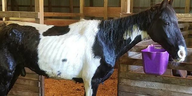 An emaciated horse (pictured) was found along with two horse carcasses on private property in Indiana, police said.