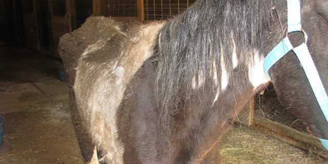 A third horse, whom officers named Jake, was found on the property suffering from starvation, police said.