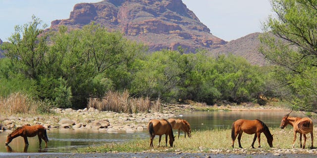 This undated image shows horses grazing in Arizona. (Salt River Wild Horse Management Group)