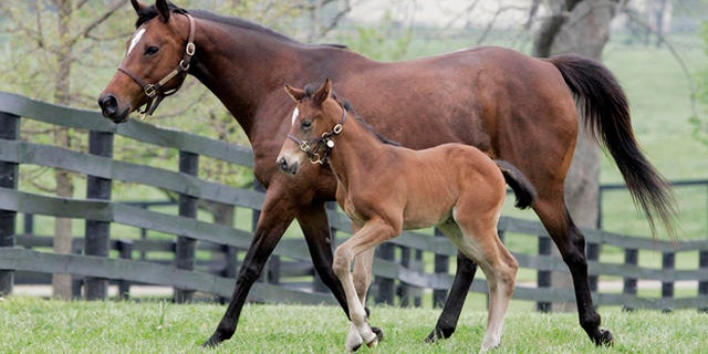 La Ville Rouge and her foal run in a paddock at Mill Ridge farm near Lexington, Ky., Wednesday, May 2, 2007. The foal is a two-week-old full brother to last year's Kentucky Derby winner Barbaro. (AP Photo/James Crisp)