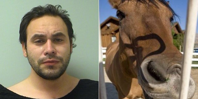 Women Having Sex With Horse Quotes - Wisconsin police investigate sexual assault of pregnant horse | Fox News