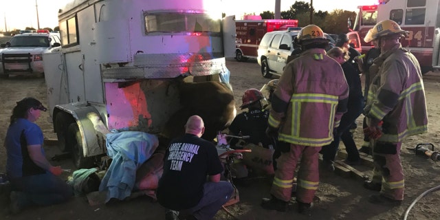Phoenix Fire crews rescued a horse that was discovered inside an abandoned trailer on Saturday.