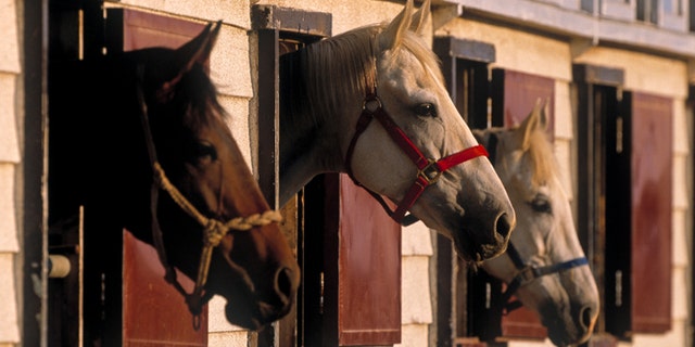 "You're never going to fool a horse," said Maddie Feaster, a Coast Guard veteran, speaking on "Fox and Friends Weekend."?