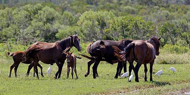 Sept. 14, 2010: Wild horses are seen in a herd in Corolla, N.C.