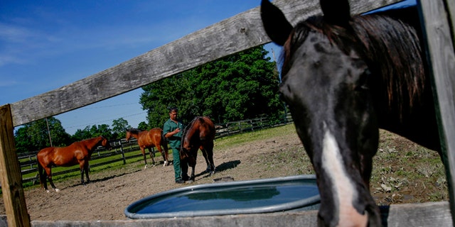 This June 16, 2014 file photo shows horse in Wallkill, New York.