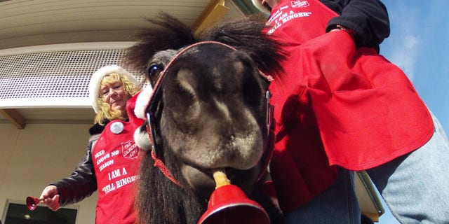 Nov. 17, 2012: In this photo Tinker, a miniature horse, rings a red bell for the Salvation Army outside a craft fair in West Bend, Wis. with his owners Carol and Joe Takacs.