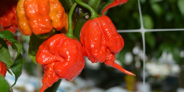 hot chili3