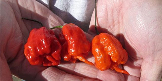 In this Dec. 12, 2013 photo, Ed Currie holds three Carolina Reaper peppers, in Fort Mill, S.C. Last month, The Guinness Book of World Records decided Curries peppers were the hottest on Earth, ending a more than four-year drive to prove no one grows a more scorching chili. (AP Photo/Jeffrey Collins)
