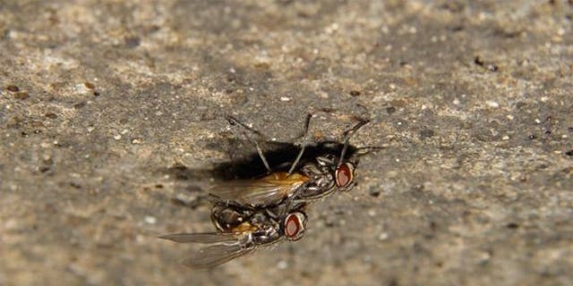 When houseflies have sex, she spreads her wings and the male flutters on top of her, producing clicklike sounds.