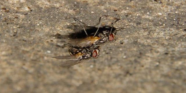 When houseflies have sex, she spreads her wings and the male flutters on top of her, producing clicklike sounds.