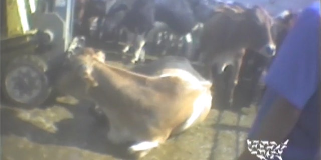 Shown here is an image from an undercover video The Humane Society released showing cattle at a California meatpacking plant.