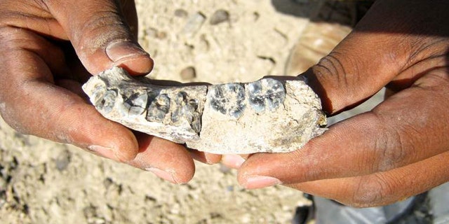This photo shows a fragment of the jaw bone from an early human estimated to be around 2.8 million years old. (Kaye Reed/Science)