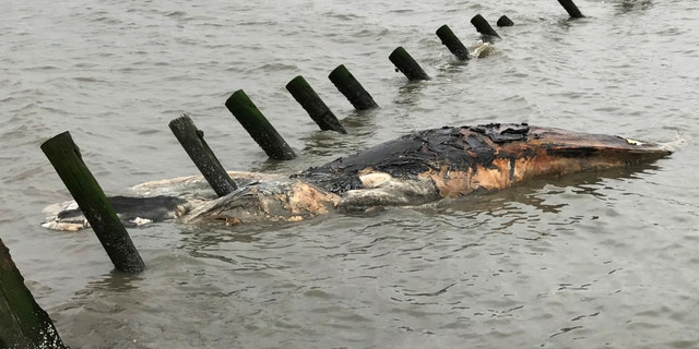 This April 24, 2017 photo provided by MERR Institute, Inc. shows a dead humpback whale at Port Mahon, Del. Federal officials said humpback whales have been dying in unusually large numbers along the Atlantic Coast.