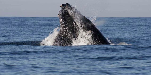 A humpback whale breaches in the waters of the Pacific Ocean near the Mexican resort city of Mazatlan, Mexico Wednesday Jan. 11, 2011. Every year the whales pass through these waters from the Eastern North Pacific to central Mexico, Baja California and even Central America for calving. (AP Photo/Christiann Davis)